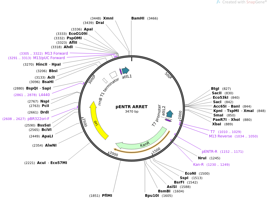 pENTR ARRET质粒图谱